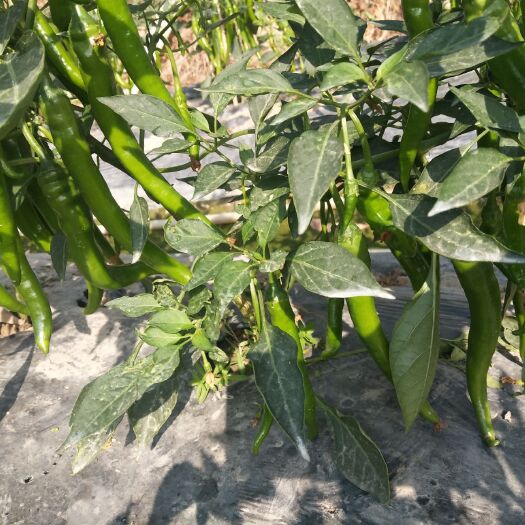 博白县 本人有优质2号辣椒 有意的老板请电1我878526562