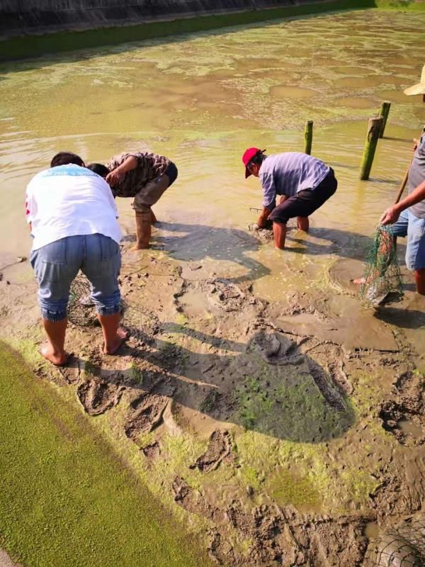  9年以上10斤老甲鱼，原产地直销，现抓现卖没有中间商赚差价