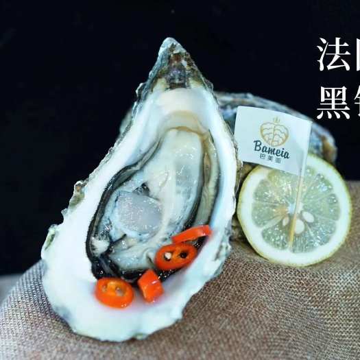 厦门法国生蚝 法国黑钻生蚝，高端刺身生蚝