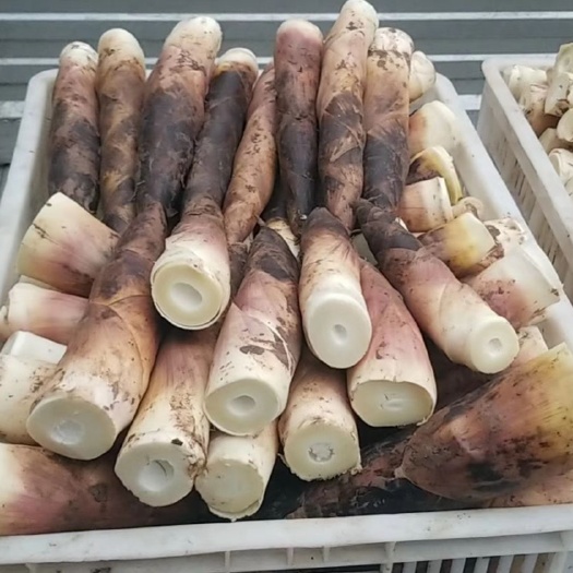 大邑县雷竹笋 买10斤起，全国包邮，量大订购，欢迎定制包装，支持发货全国