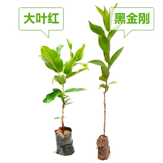 灵山县 广西灵山发货莲雾苗