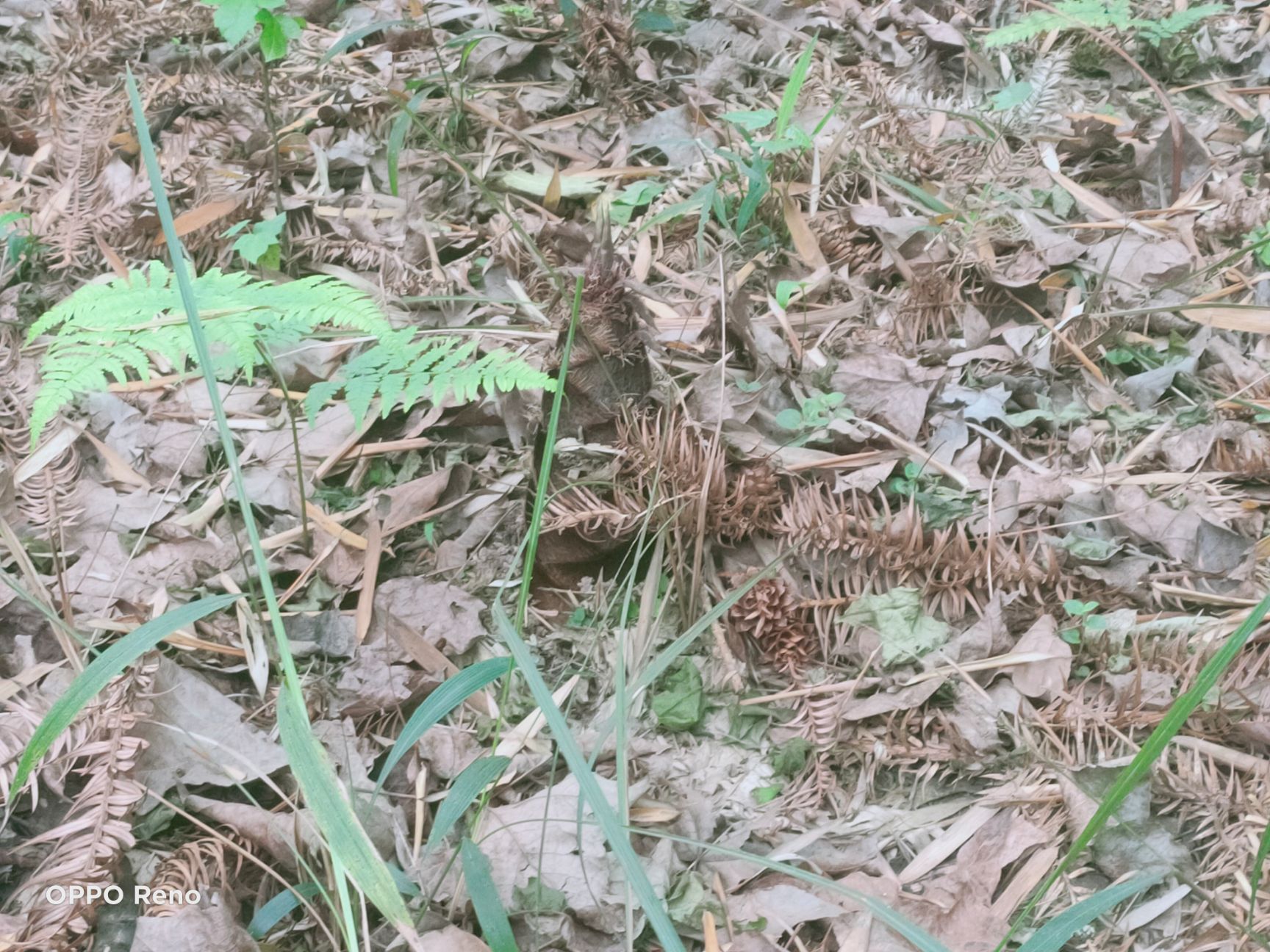  新鲜  无公害毛竹笋