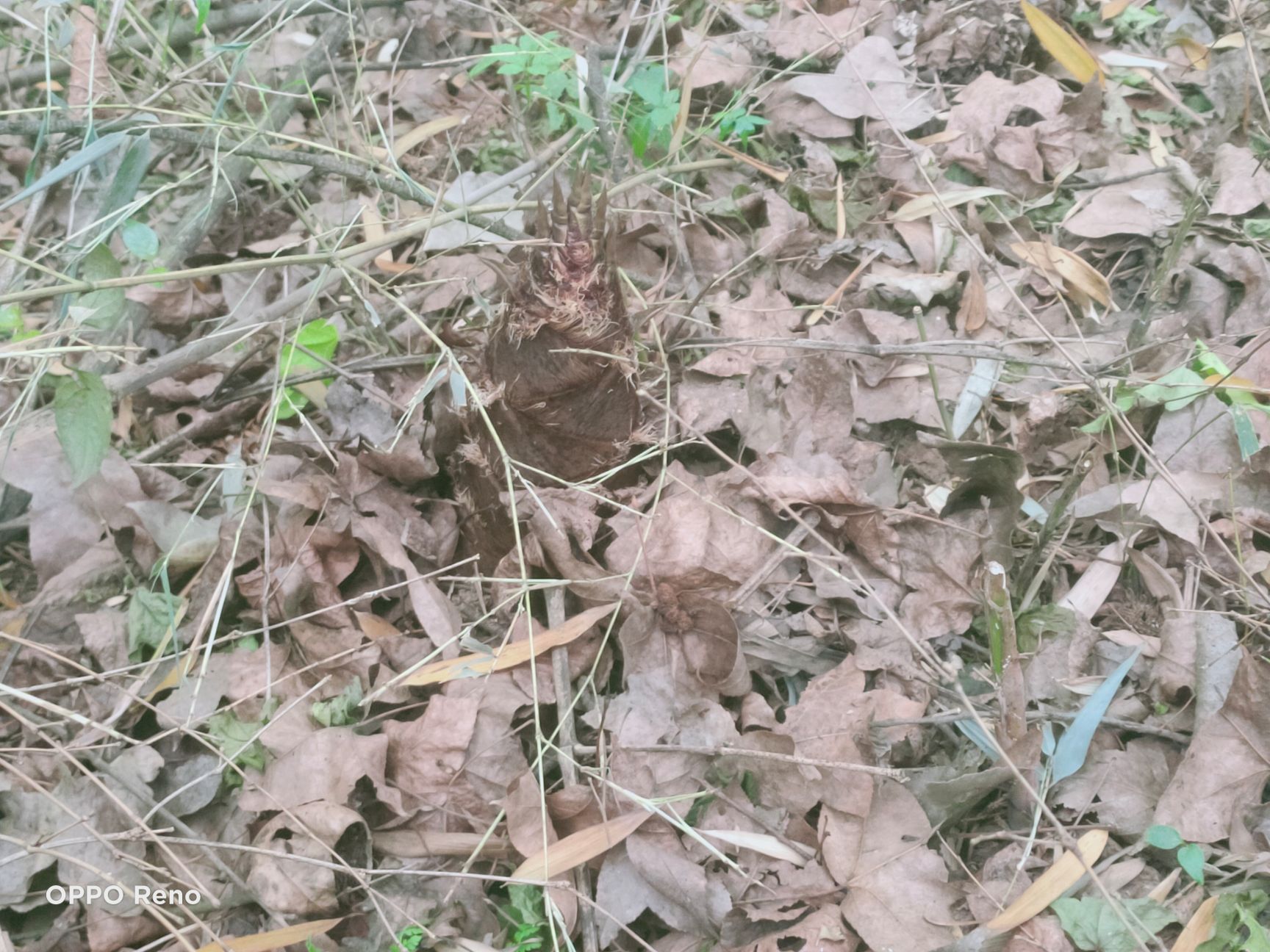  新鲜  无公害毛竹笋