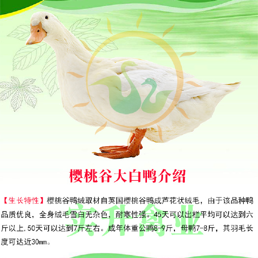 南宁 优质桂柳白鸭苗