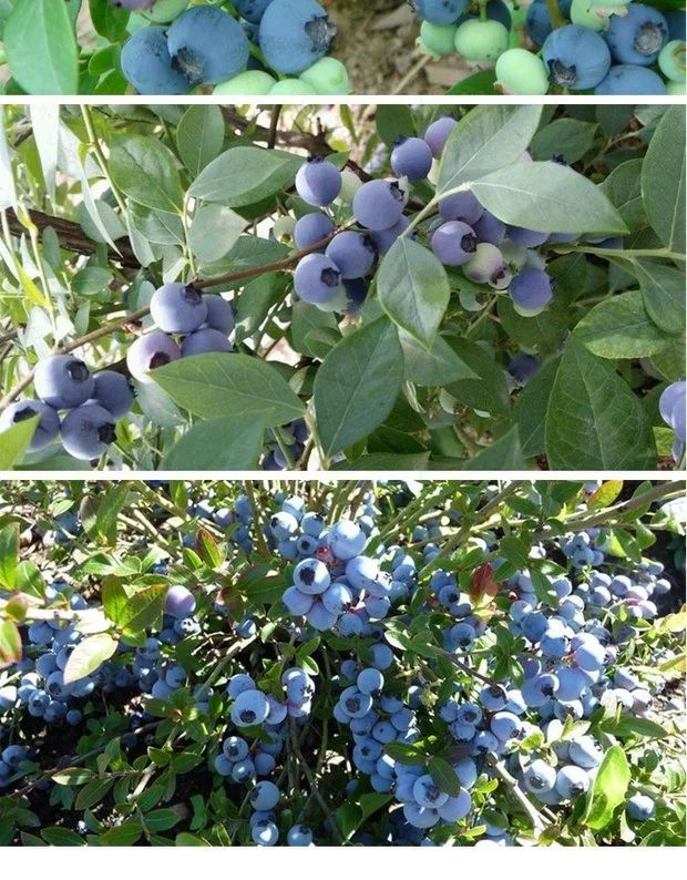  蓝丰蓝莓苗 北陆蓝莓苗 四年苗 当年结果 全国发货 包成活