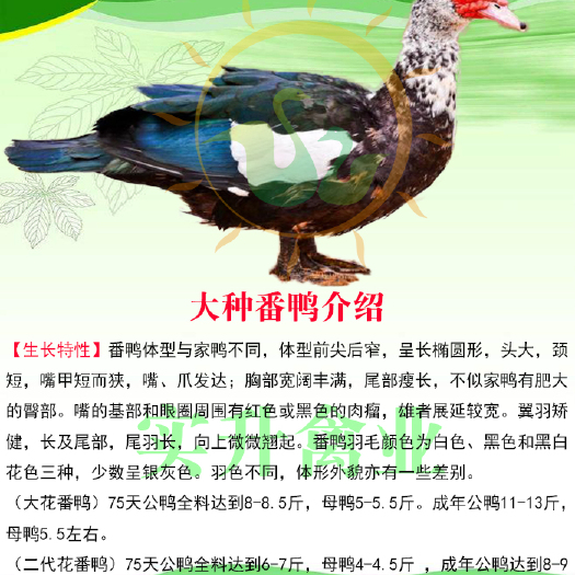 南宁 黑番鸭苗