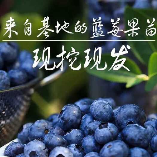 平邑县蓝丰蓝莓苗 优质蓝莓成品苗 兔眼蓝莓 蓝丰蓝莓 当年挂果 包成活