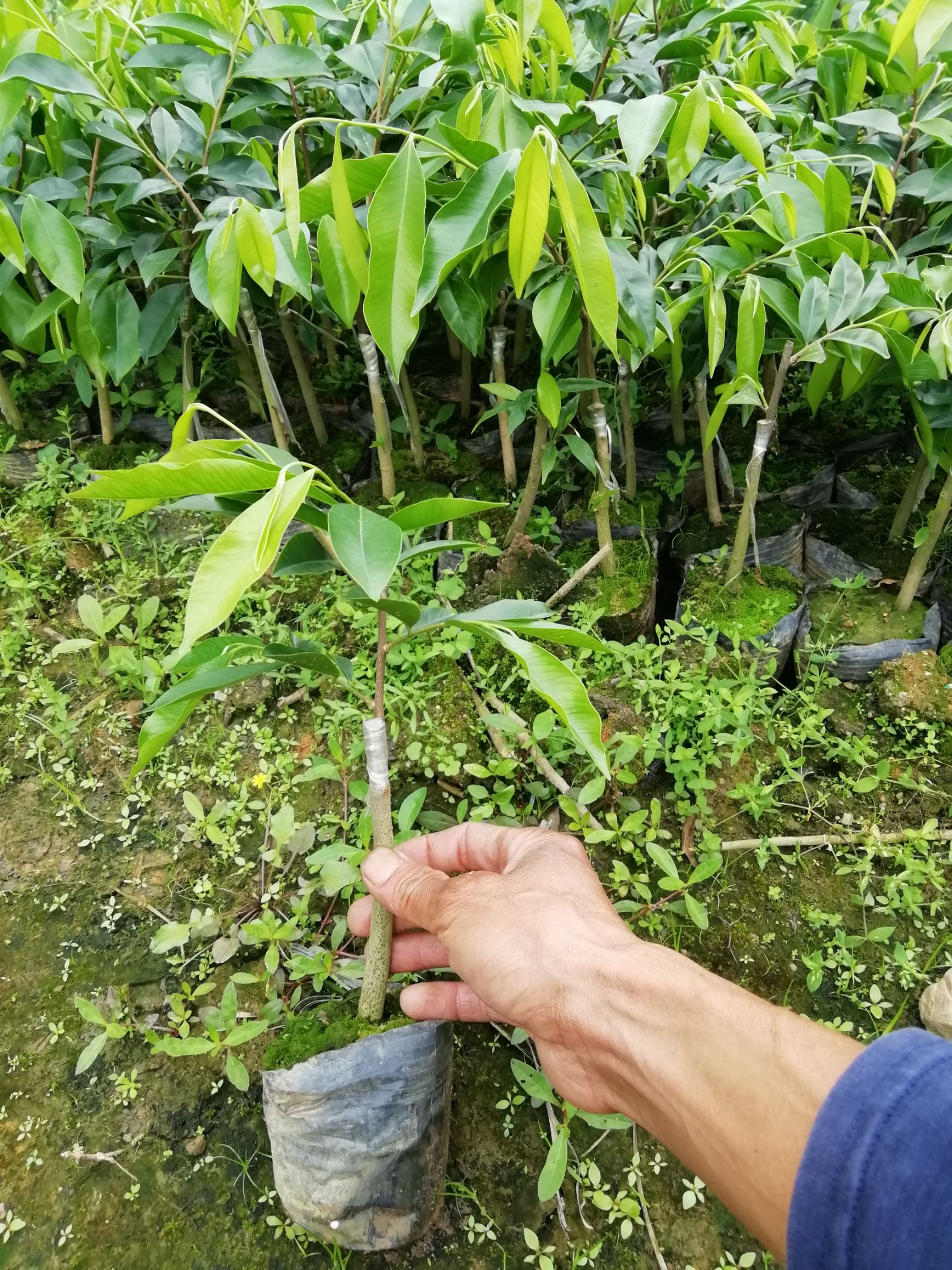 奇楠沉香树 沉香奇楠苗，品种靓出油快，常年供应！