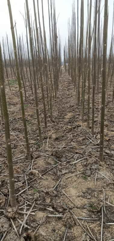 兰考县 兰考焦裕禄泡桐基地4-7公分