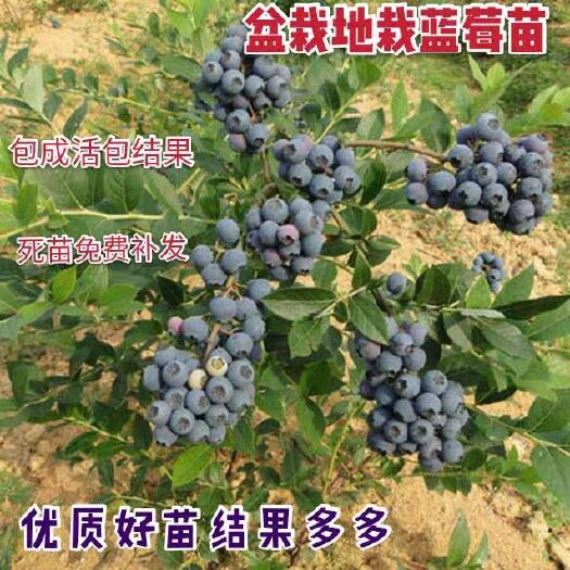 平邑县 兔眼蓝丰蓝莓苗 当年挂果 包品种 包成活 长期售后技术指导