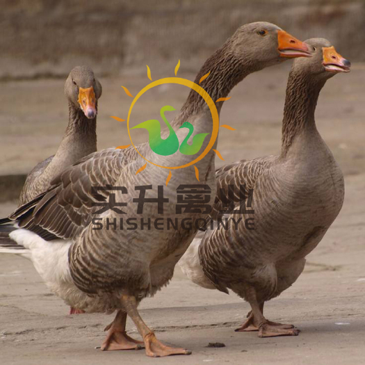南宁郎德鹅苗 朗德鹅