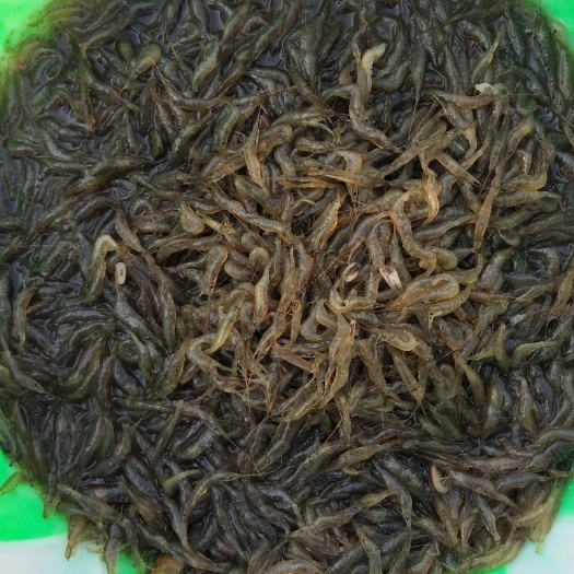 监利市白米虾 