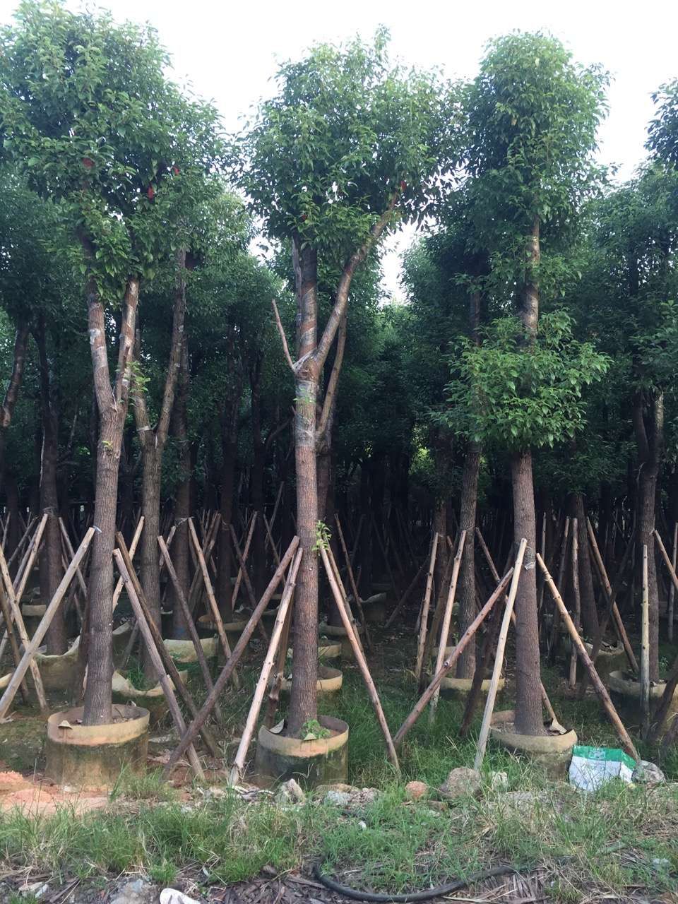 广东香樟（小叶樟）产地批发 移栽成活率高