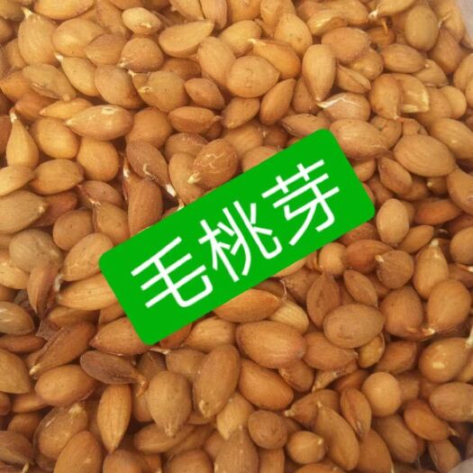 安国市 毛桃芽