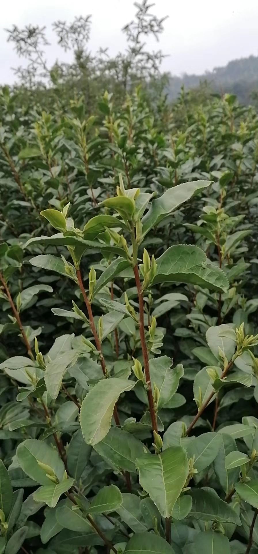 越乡龙井茶 山农茶叶《龙井茶》