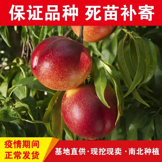 平邑县中油油桃苗 油桃苗 世纪之星 中油系列 红珊瑚 包品种包成活