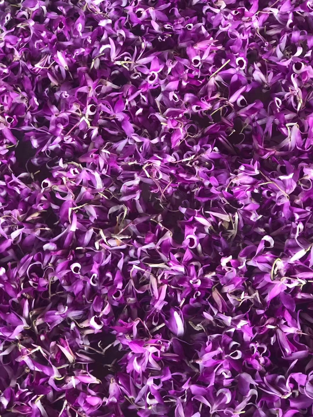 紫花喇叭唇石斛 花青素含量高的花