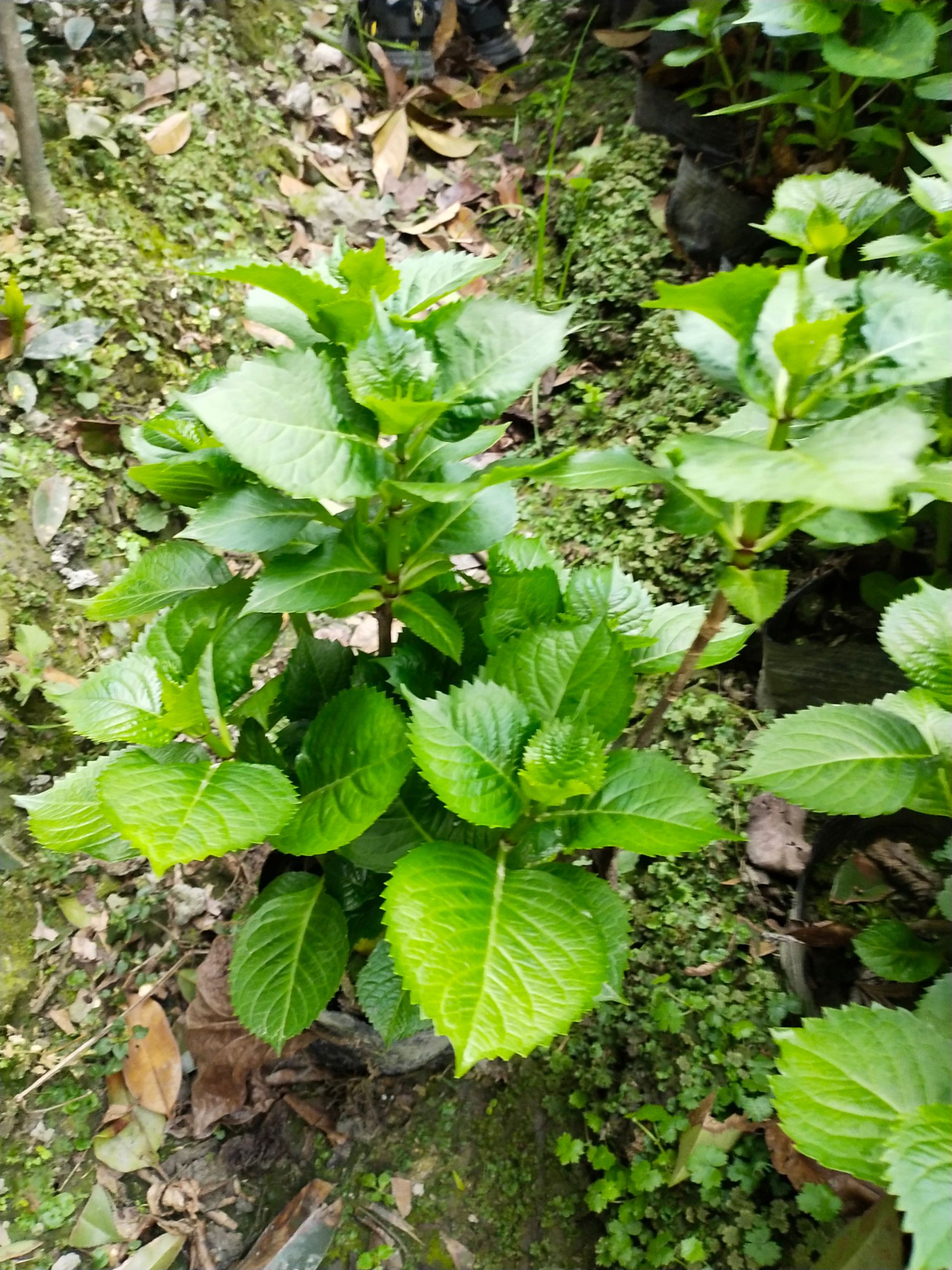 四季栀子  栀子花盆栽