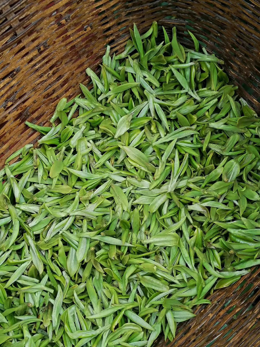 越乡龙井茶 山农茶叶《龙井茶》