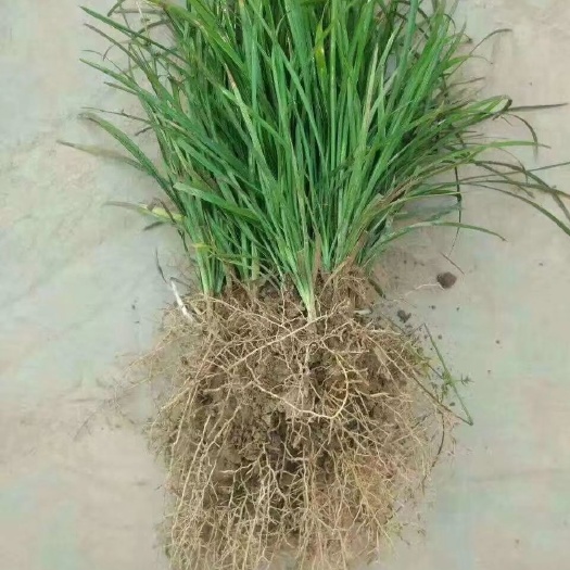 曹县 麦冬草