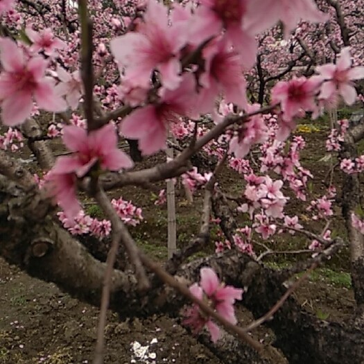 水蜜桃苗  无锡阳山水蜜桃桃苗包品种放心苗无锡本地桃农