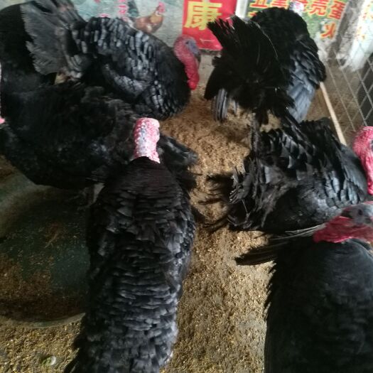 南宁黑火鸡
