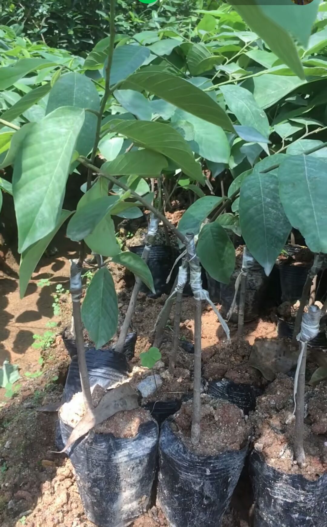  释迦果苗  根系营养充足  包邮