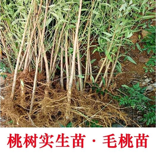 沂源县毛桃苗 桃树实生苗大量出售两万棵，现挖现卖，成活率高。