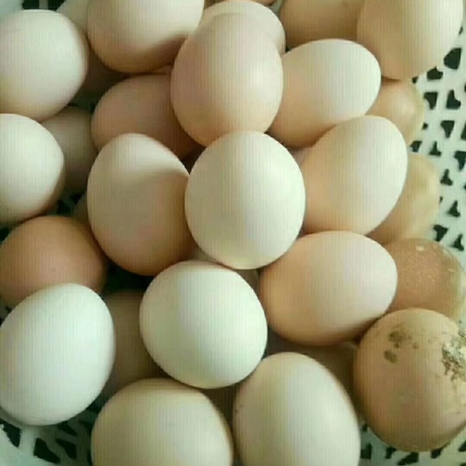 衡南县土鸡蛋 食用 箱装