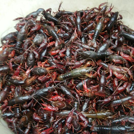 济宁 微山湖小龙虾质量好，空壳少，干净，