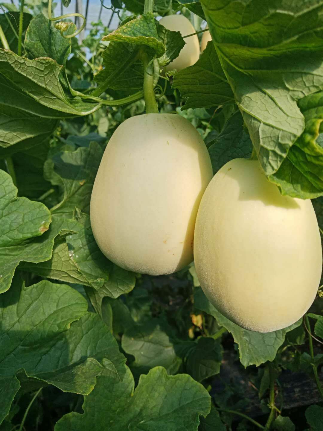 景甜甜瓜,口感好,可以代发,可提供包装,价格面议