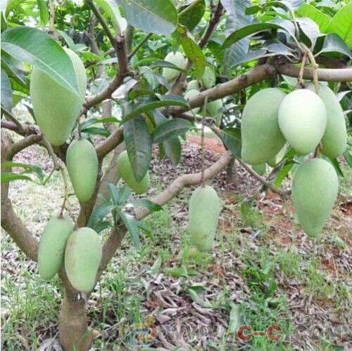 灵山县 金煌.台农.四季.桂飞.桂七芒果苗