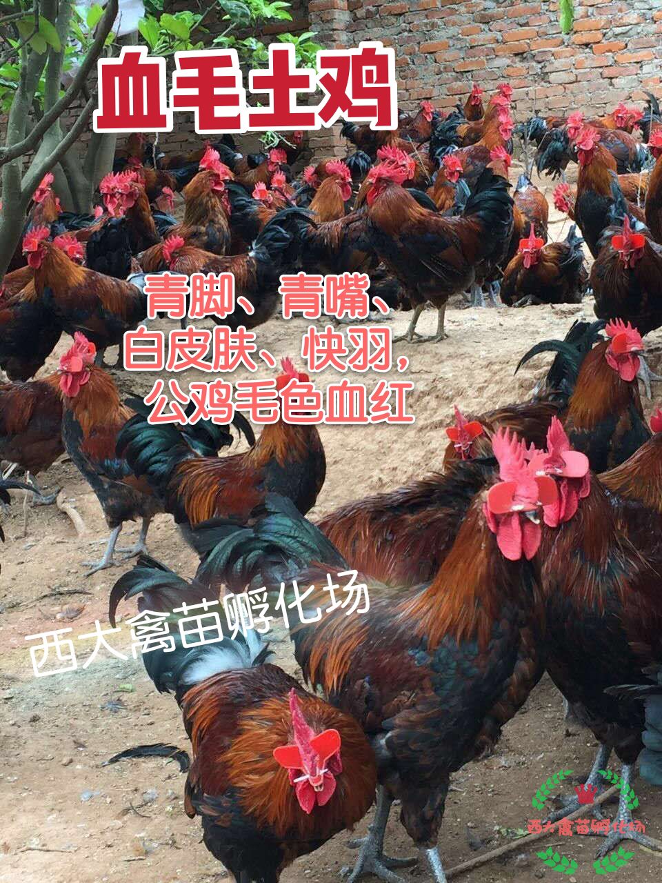  血毛土鸡苗，血毛鸡，大红公鸡，诚信店铺