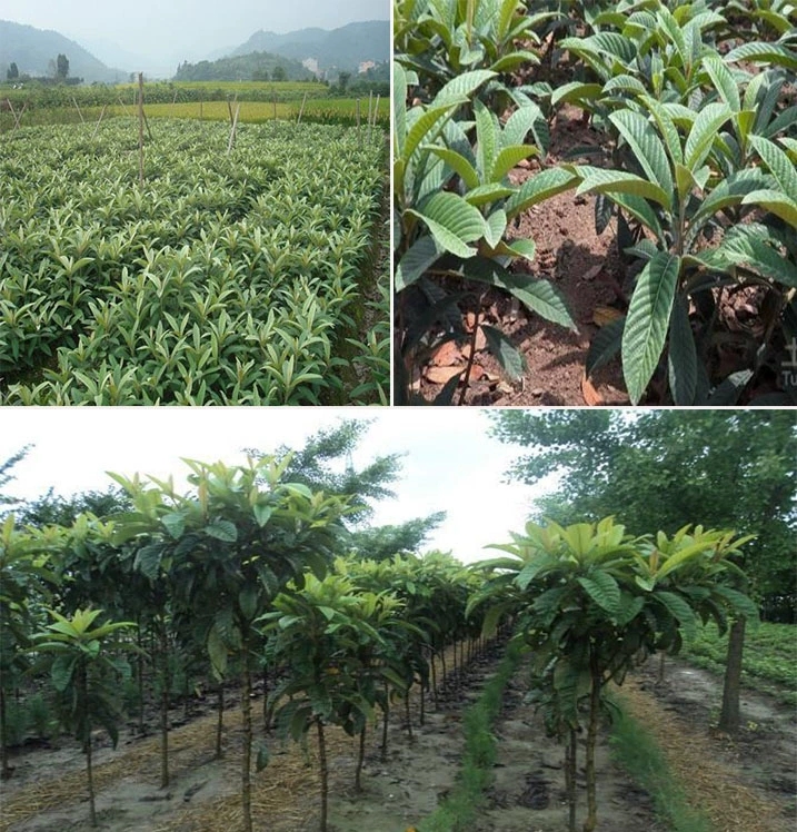 大五星枇杷苗  优质枇芭苗  真正嫁接好苗   大五星品种 包结果  包邮