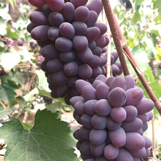 北镇市茉莉香葡萄 0.4-0.6斤 5%以下 1次果