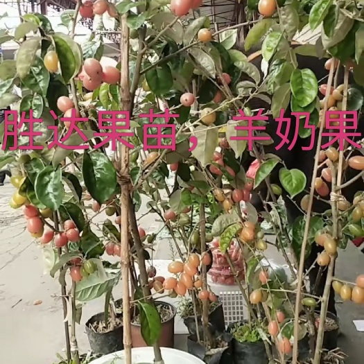 灵山县羊奶果苗  羊奶果，种植次年结果，提供种植管理技术。