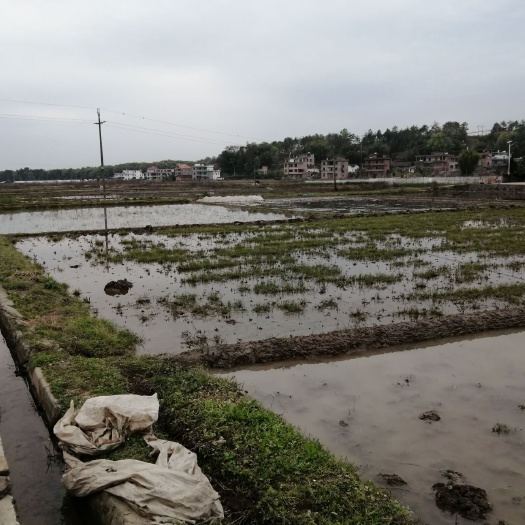 兴国县水田260亩，可种植养植，基础设施完善，交通发达