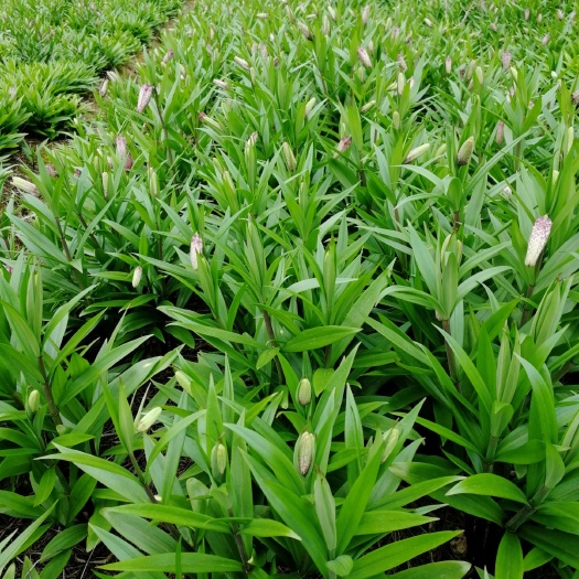 利川市平贝母 生态种植，无病虫害，有机肥，无农残。