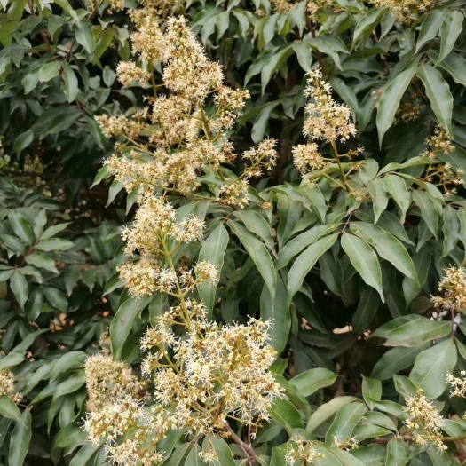 化州市意大利蜂 纯正蜂蜜，鸭脚木蜂蜜160两斤
可以预售荔枝蜂蜜噢