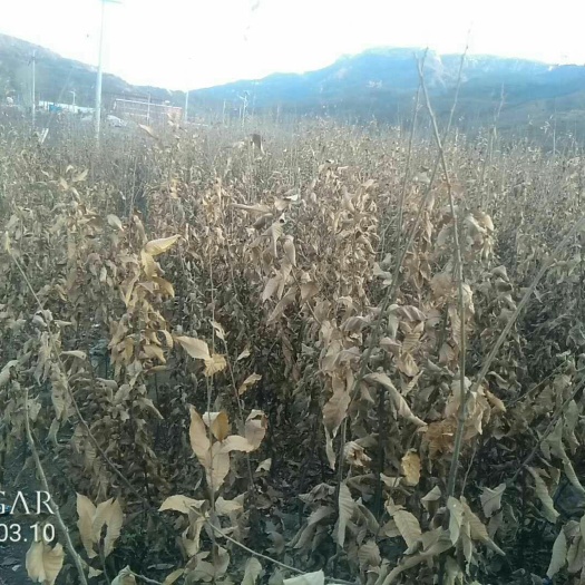 灵寿县 二年生板栗树苗多购优惠08元一株