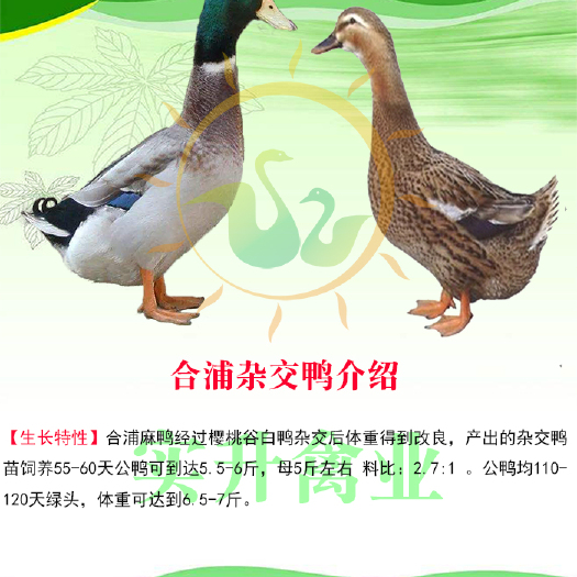 南宁 优质合浦杂交鸭苗
