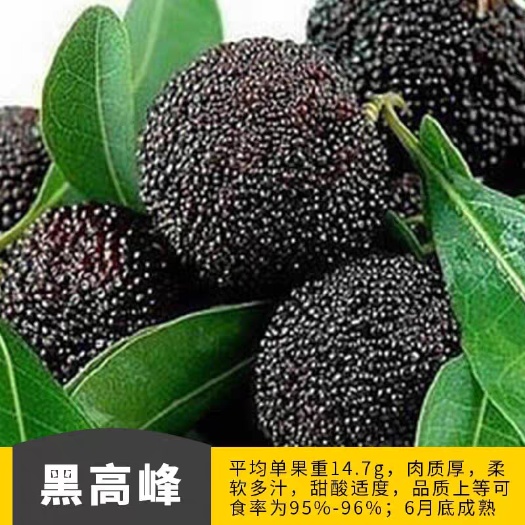 平邑县 杨梅树苗 黑高峰杨梅树苗 全国保湿发货