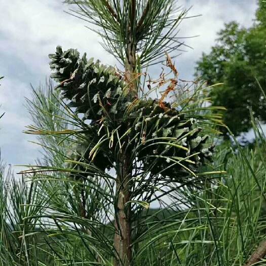 新宾县塔松 塔树（果松）出售！
树高3～6米，适合移植，绿化！