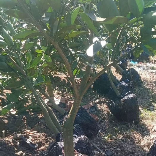 平和县红宝石葡萄柚苗 甜葡萄柚当年种植，当时开花结果