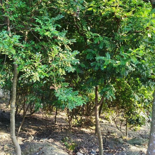 宜良县 清香木树型非常好，需要的赶紧联系我，米径3-6公分的