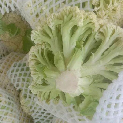 天门市松花菜  湖北优质松花大量上市，货源充足，天天发车，产地直供