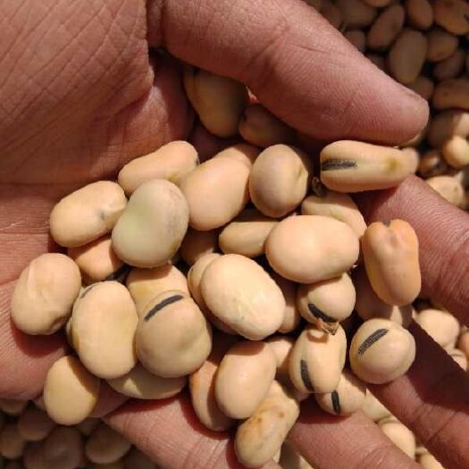 甘肃蚕豆，农家种植，颗粒饱满。