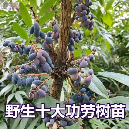 重庆市十大功劳树苗  土黄连树苗  阳台花卉盆栽