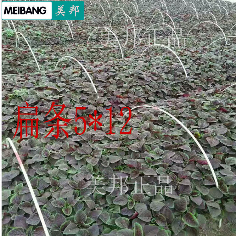 小拱棚杆 小拱棚玻璃纤维架杆 仿竹片玻璃纤维拱棚杆，育苗保温棚支架，苗木爬藤架，防晒网支架