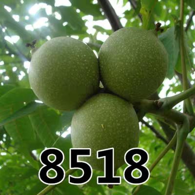 平邑县8518核桃苗  优质核桃树苗，新疆8518，香玲核桃苗 保真提供技术基地直销